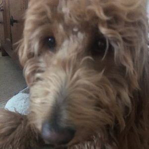 Meet your Posher, Casey